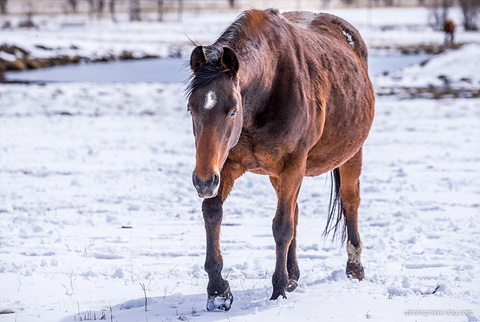 Babes Last Advantage (Hickorys Advantage x Spencers Babe)