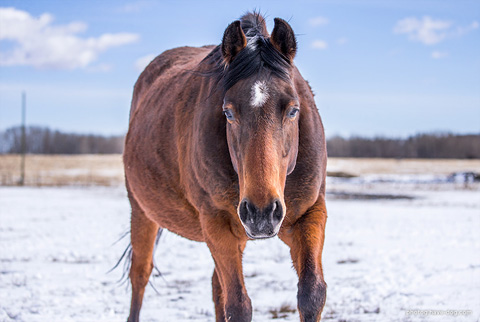 Babes Last Advantage (Hickorys Advantage x Spencers Babe)