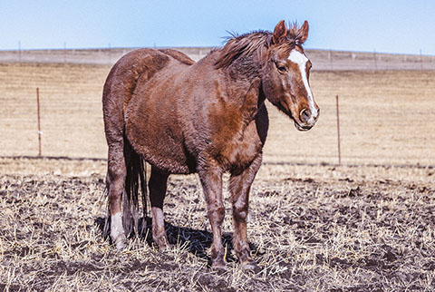 Cat Called Music (High Brow Cat x A Peppys Melody)