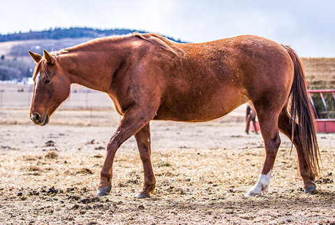 Cattlac Style (CJ Sugar Lena x AR DD Dyna)