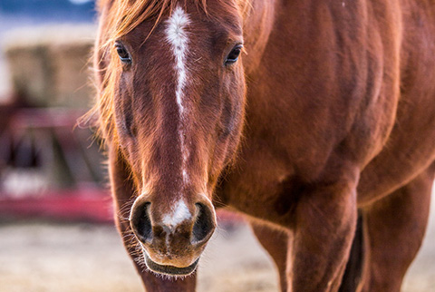 Cattlac Style (CJ Sugar Lena x AR DD Dyna)