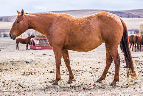 CJ Miss N Gold (CJ Sugar Lena x OU Miss N Gold)