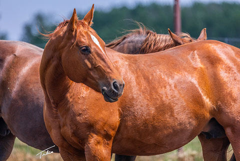 CJ Sugar Special (CJ Sugar Lena x Special Merissa)