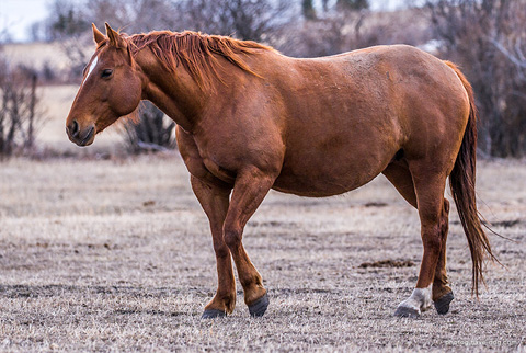 CJ Sugar Special (CJ Sugar Lena x Special Merissa)