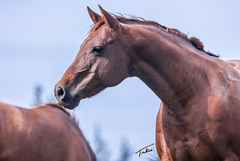 Dainty Skyline (Mr Skyline Peppy x Kats Dainty Gal)