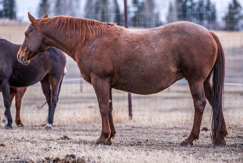 Dainty Skyline (Mr Skyline Peppy x Kats Dainty Gal)