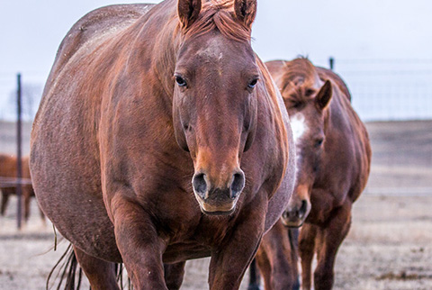 Dainty Skyline (Mr Skyline Peppy x Kats Dainty Gal)