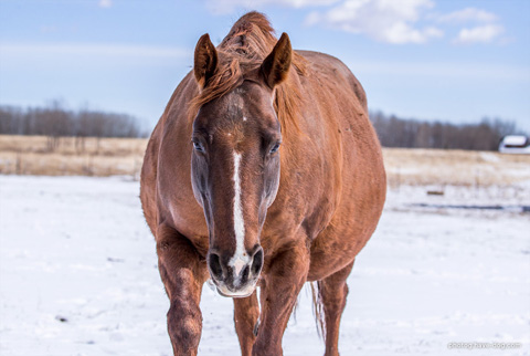 DMac Sister Spoonful (Peptoboonsmal x Miss Smarty Rey)