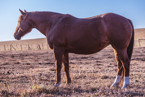 Eight is Enough* (CJ Sugar Lena x Scooter)