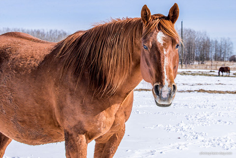 Eight is Enough* (CJ Sugar Lena x Scooter)