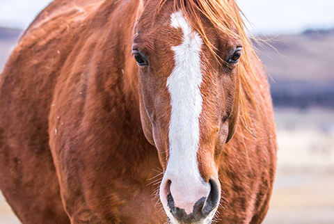 Golden Hey (Hay Maker x OU Miss N Gold)