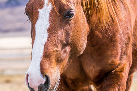 Golden Hey (Hay Maker x OU Miss N Gold)