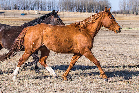 Hot Cowboy News