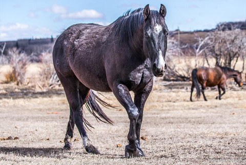 Hotspot Catrena (White Hot Spot x Catarena Girl)