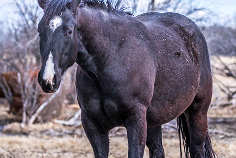 Hotspot Catrena (White Hot Spot x Catarena Girl)