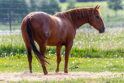 Jannberey (Rockem Sockem Rey x CJ Showtime Jann)