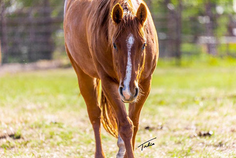 Jannberey (Rockem Sockem Rey x CJ Showtime Jann)