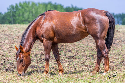 Lilith Fair (Rockem Sockem Rey x OU Western Prairie)