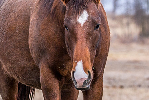 Lilith Fair (Rockem Sockem Rey x OU Western Prairie)