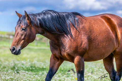 Little Bit A Hottie (White Hot Spot x Shessweetern Pepto)