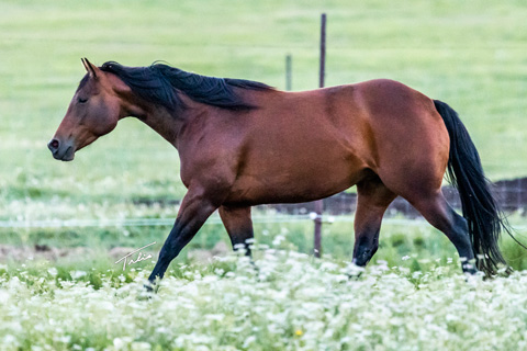 Little Bit A Hottie (White Hot Spot x Shessweetern Pepto)