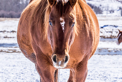 LJ Smart (CJ Sugar Lena x AR DD Dyna)