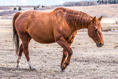 LJ Smart (CJ Sugar Lena x AR DD Dyna)