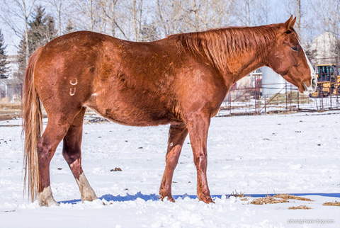 Medicine Line (Hay Maker x DMac Sister Spoonful)