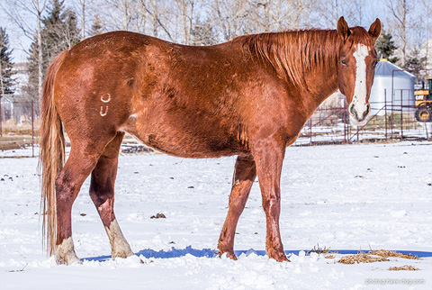 Medicine Line (Hay Maker x DMac Sister Spoonful)