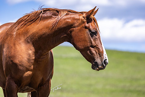 Medicine Line (Hay Maker x DMac Sister Spoonful)