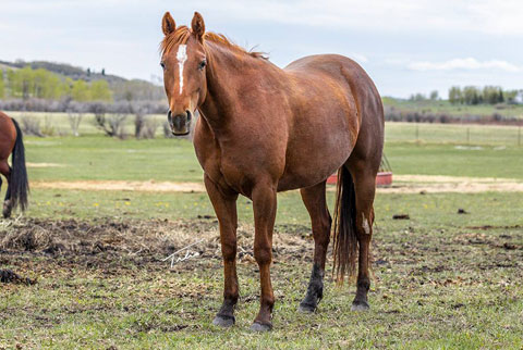 Miss Gold N Key (Rockem Sockem Rey x OU Miss N Gold)