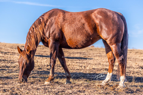 Miss Sugar Klamath (CJ Sugar Lena x DMac Sister Spoonful)