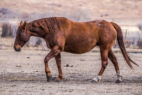 Miss Sugar Klamath (CJ Sugar Lena x DMac Sister Spoonful)