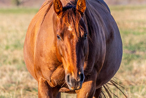 Miss Tall Cotton (CJ Sugar Lena x Catarena Girl)