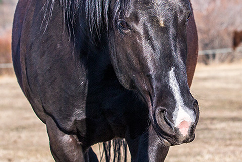 Moonstar Struck (White Hot Spot x Hall Pass Sugar)