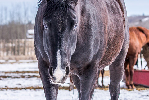 Moonstar Struck (White Hot Spot x Hall Pass Sugar)