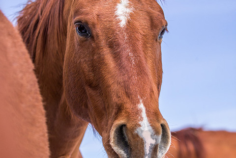 One (CJ Sugar Lena x Scooter)