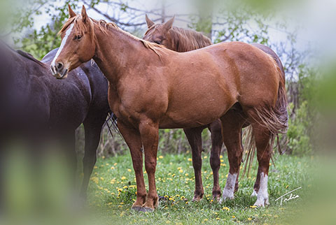 OU Bay Bomb (White Hot Spot x Miss Sugar Klamath)