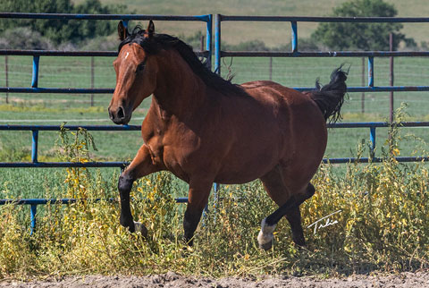 OU Bay of Biscay (White Hot Spot x OU Snippy Lou Rey)