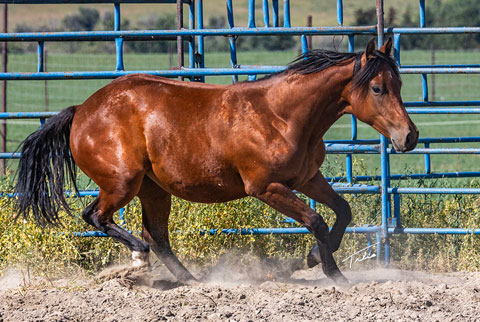 OU Bay of Biscay (White Hot Spot x OU Snippy Lou Rey)