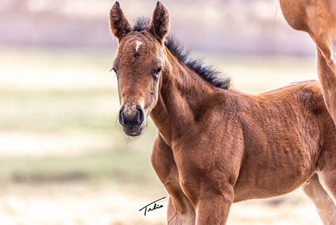 OU Bay of Biscay (White Hot Spot x OU Snippy Lou Rey)