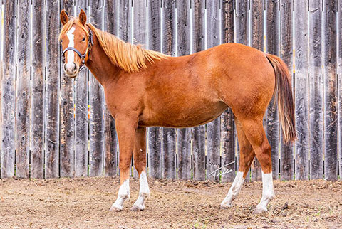 OU Bibs (White Hot Spot x CJ Miss N Gold)