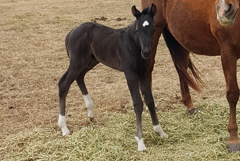 OU Black Cloud (White Hot Spot x Cat Called Music)