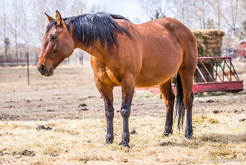 OU Buckskin Badger (CJ Sugar Lena x OU Little Badger)