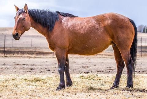 OU Buckskin Badger (CJ Sugar Lena x OU Little Badger)