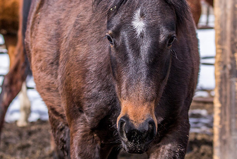 OU Duchess (White Hot Spot x Cattlac Style)