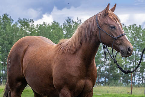 OU Faded Jeans (He Be Stylish x Singen The Blues)