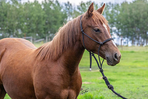 OU Faded Jeans (He Be Stylish x Singen The Blues)
