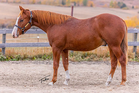 OU Gold Bar (Rockem Sockem Rey x OU Miss N Gold)