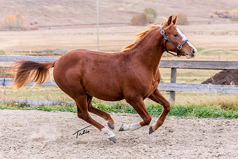 OU Gold Bar (Rockem Sockem Rey x OU Miss N Gold)